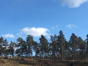 IMG_0403